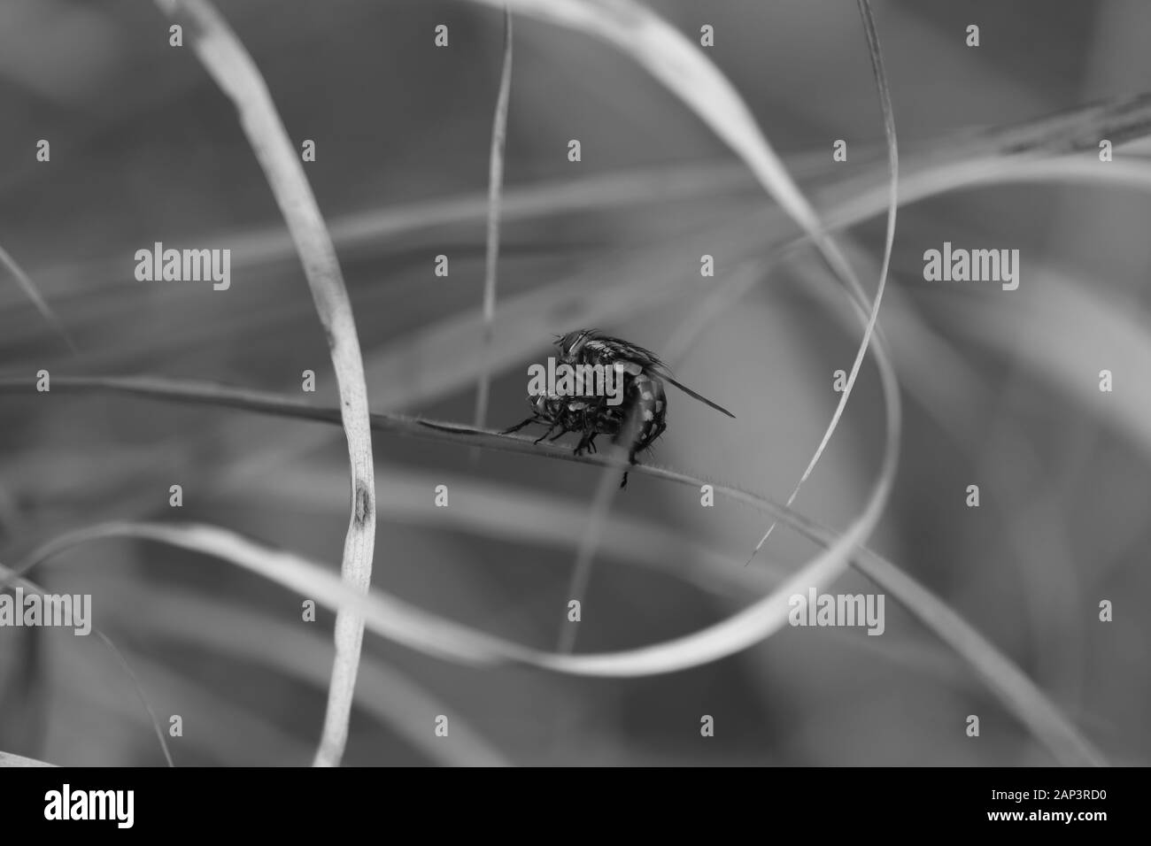 Gros plan macro shot of house fly sur le fond monochrome et meadow Banque D'Images
