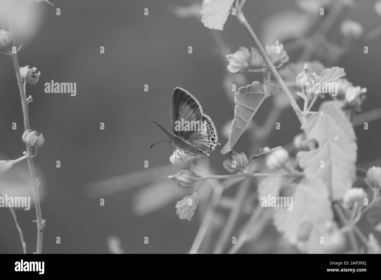 Papillon, l'insecte sur un fond noir Banque D'Images