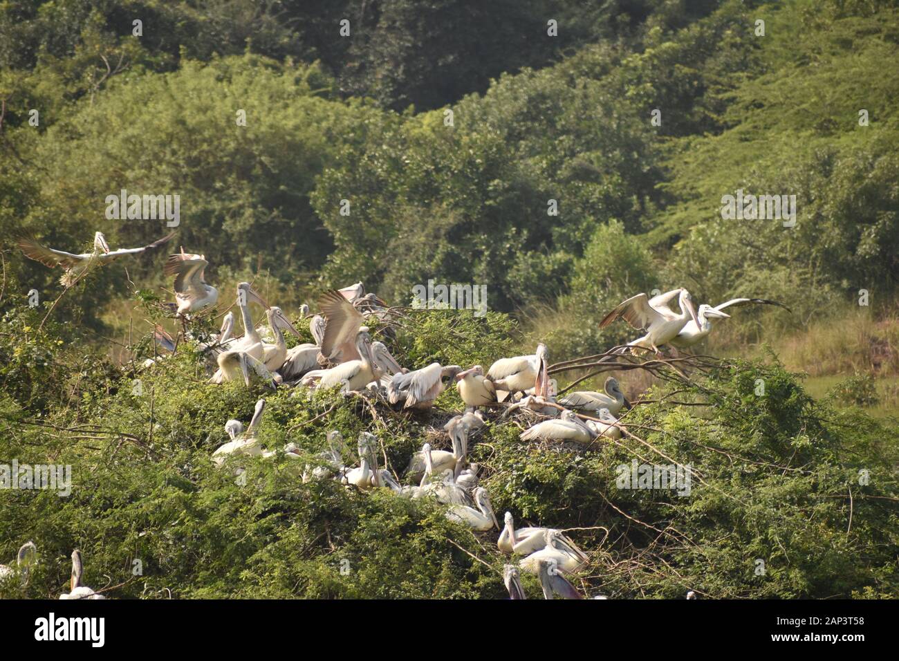 Groupe de beaux bébés pelican et c'est assis sur l'arbre, sur le lac, de l'Inde et nous pouvons aussi voir d'autres grues blanches. Banque D'Images