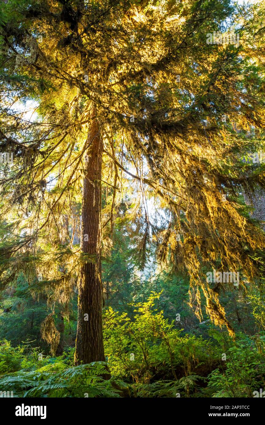 Tôt le matin, la lumière se faufiler à travers les arbres moussus pour allumer les branches d'un sapin de Douglas, le Parc National Olympique, Hoh River Trail, Washingto Banque D'Images