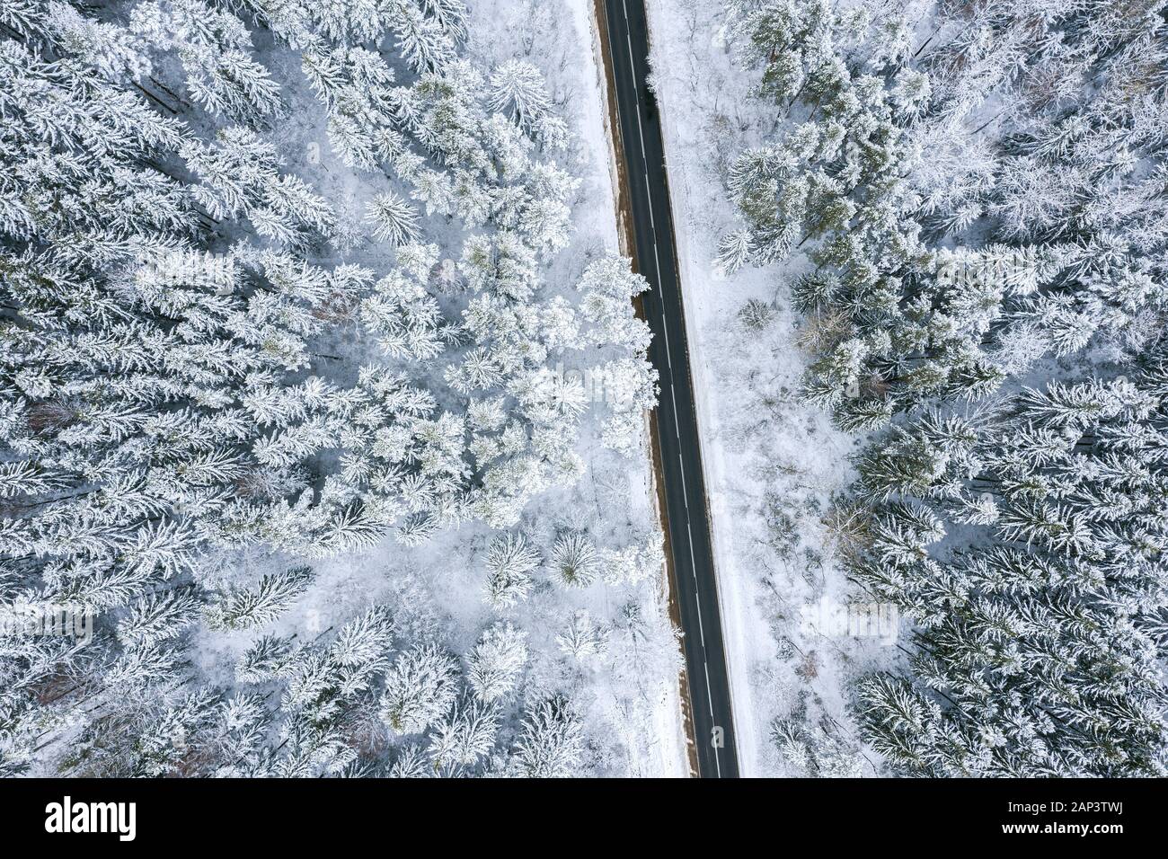 Route asphaltée en forêt. pins dans la forêt couverte de neige paysage d'hiver naturelles. Banque D'Images