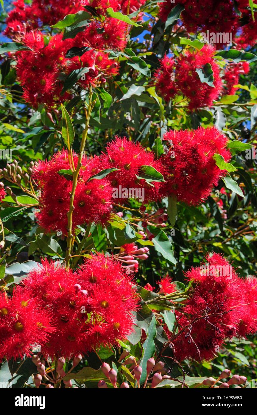 La floraison red gum, Corymbia ficifolia, Melbourne, Australie Banque D'Images