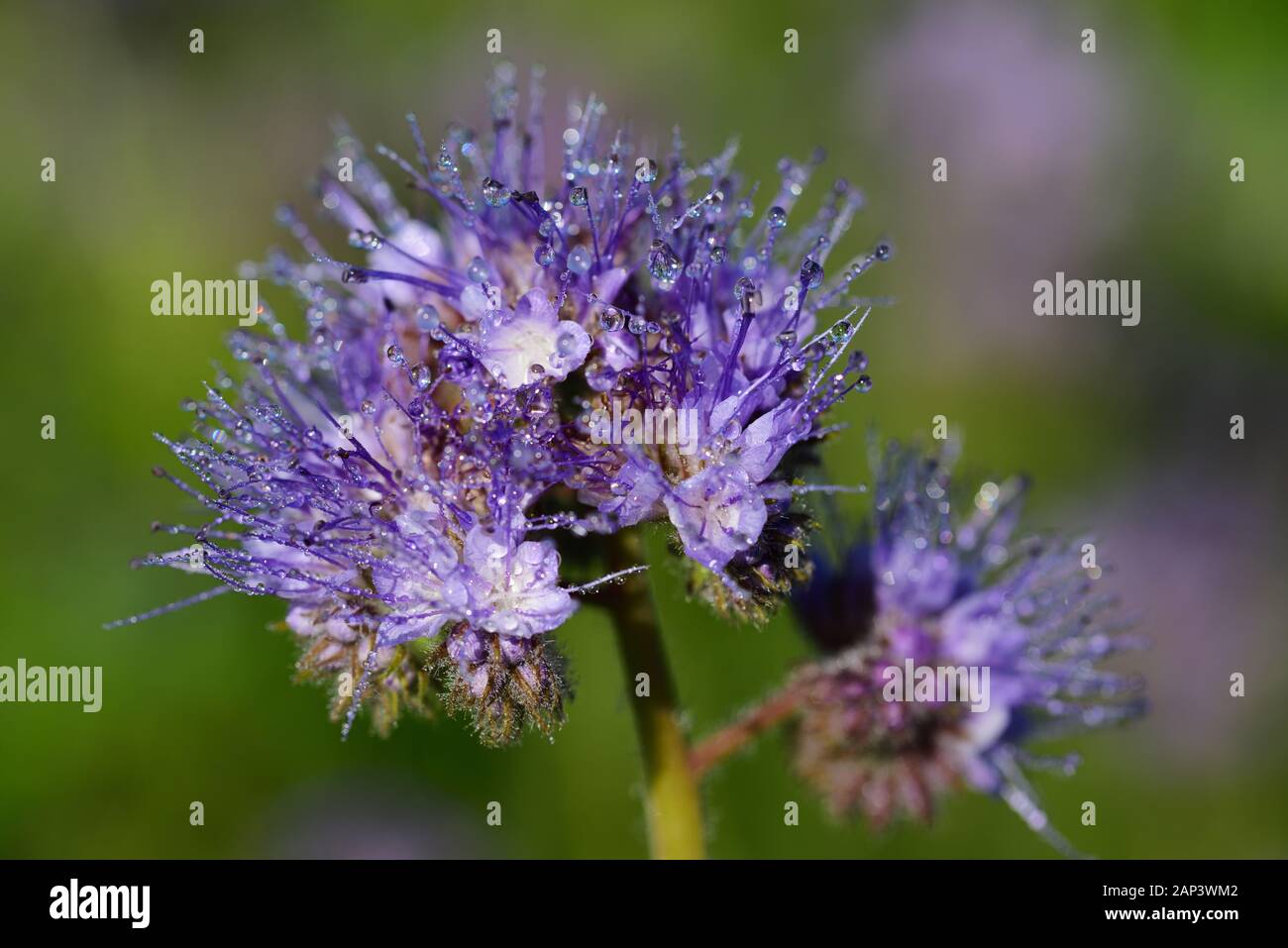 Close-up of a flower meadow mauve qui brille dans la nature sauvage avec ses fleurs délicates sur lesquelles les gouttes d'eau s'asseoir sur un fond vert Banque D'Images