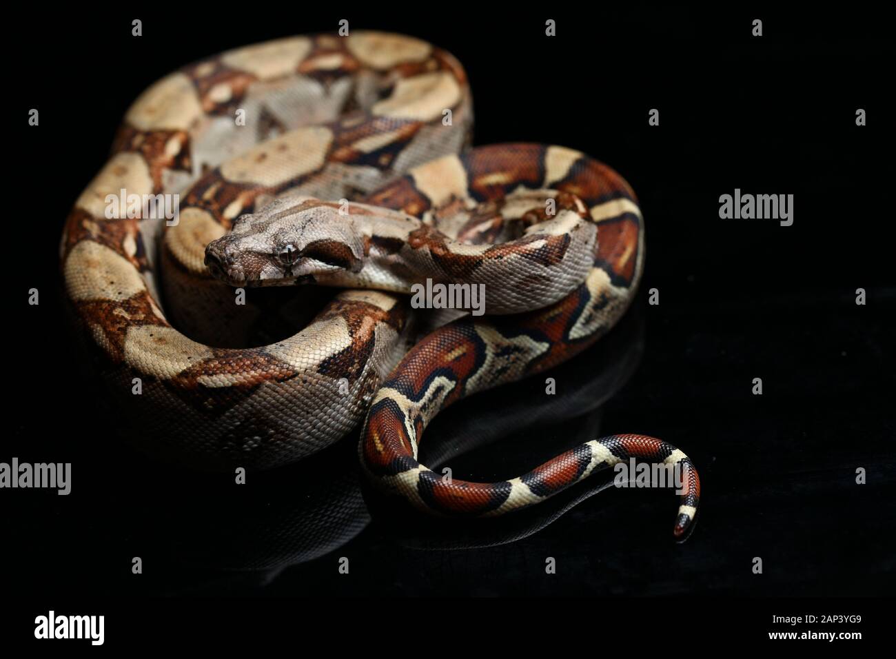 Boa commun, Boa constrictor, isolé sur fond noir Photo Stock - Alamy