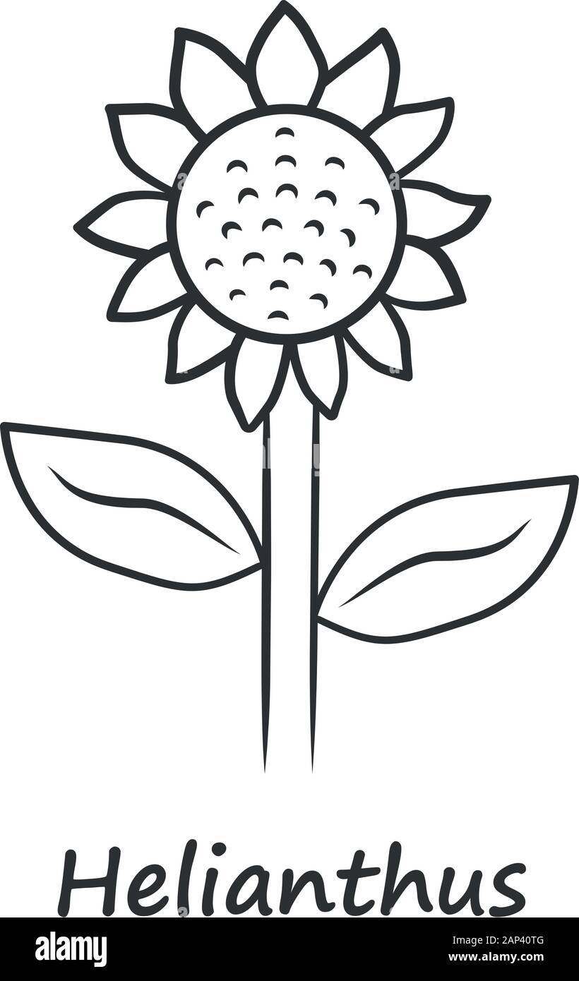 L'Helianthus icône linéaire. Fine ligne illustration. Tête de tournesol avec nom de l'inscription. Fleurs en fleurs sur le terrain. Symbole de l'agriculture. Plante sauvage infloresce Illustration de Vecteur
