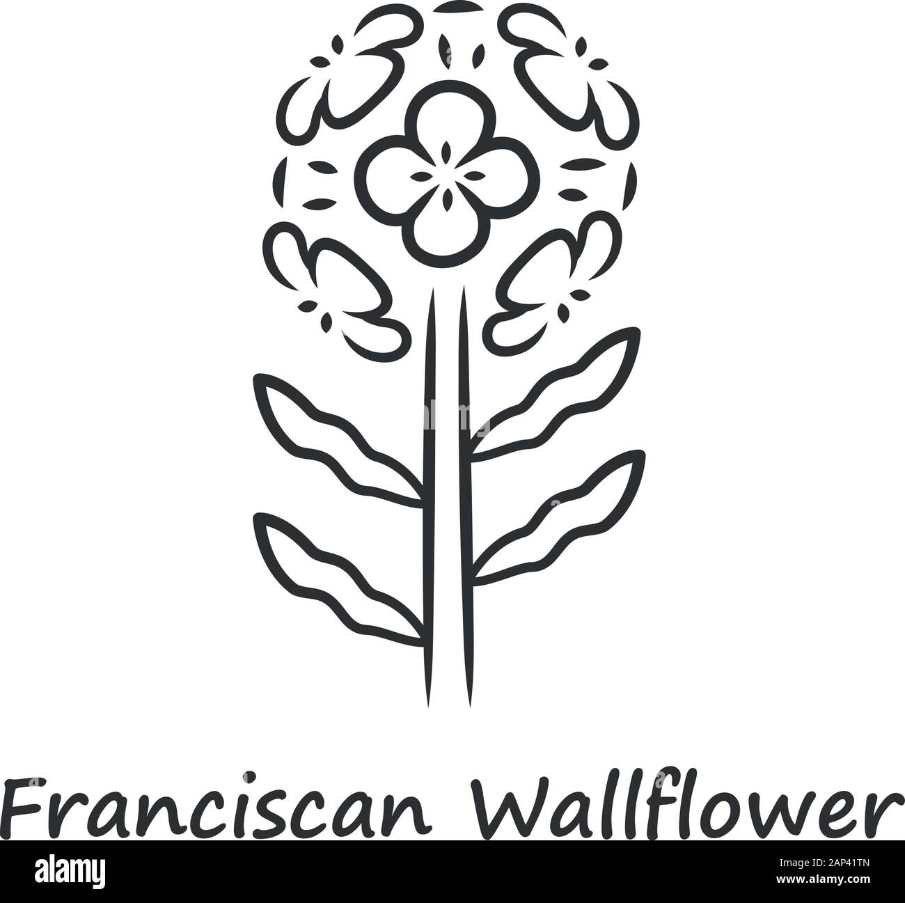 Giroflée franciscaine icône linéaire. Jardin des plantes à fleurs avec nom de l'inscription. L'Erysimum franciscanum inflorescence. Fine ligne illustration. Contour Illustration de Vecteur