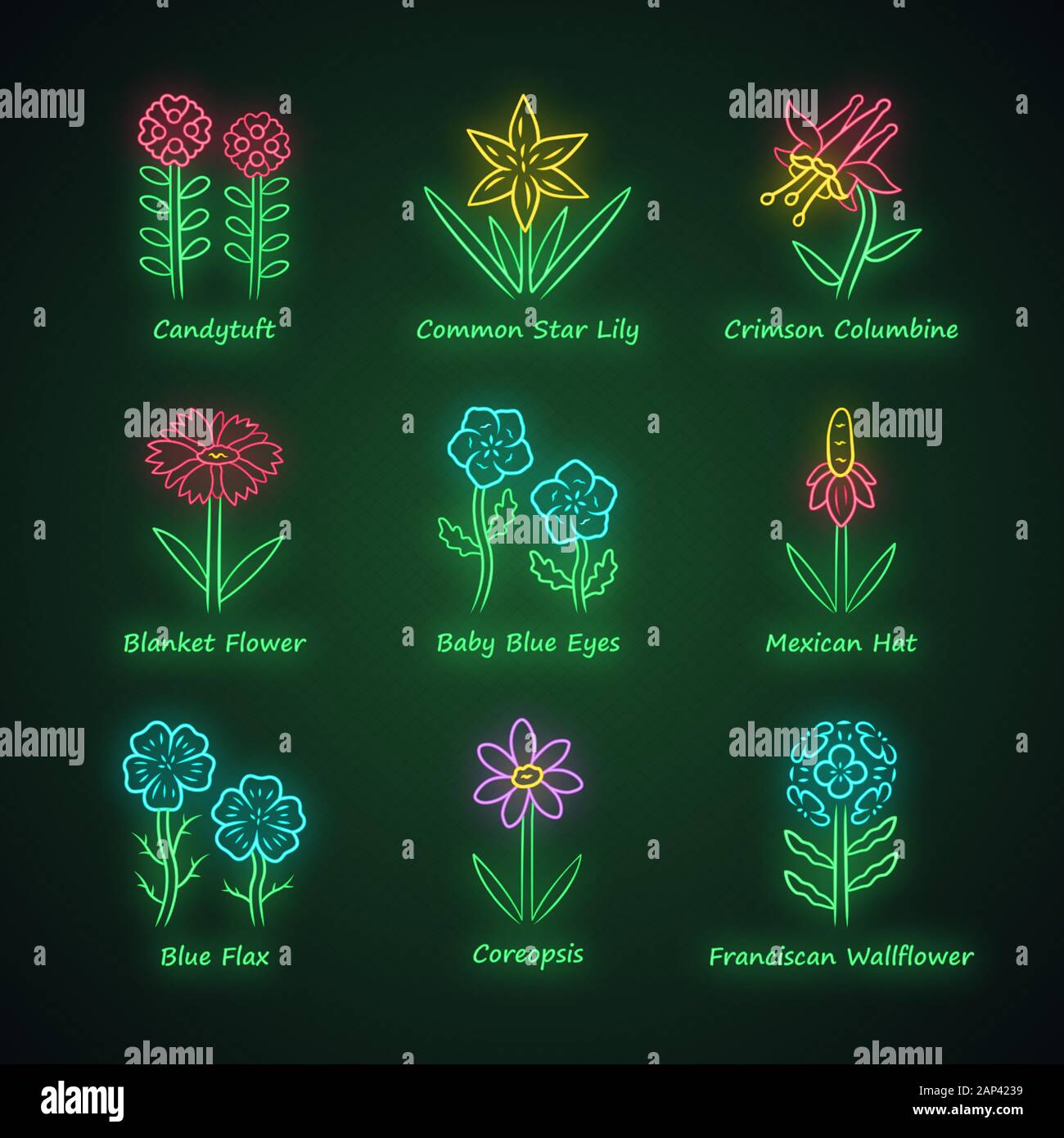 Fleurs sauvages neon light icons set. Thlaspi, Lily, crimson star commun ancolie, blue eye, linum, coreopsis, wallflower franciscaine. Fleurs sauvages, wee Illustration de Vecteur