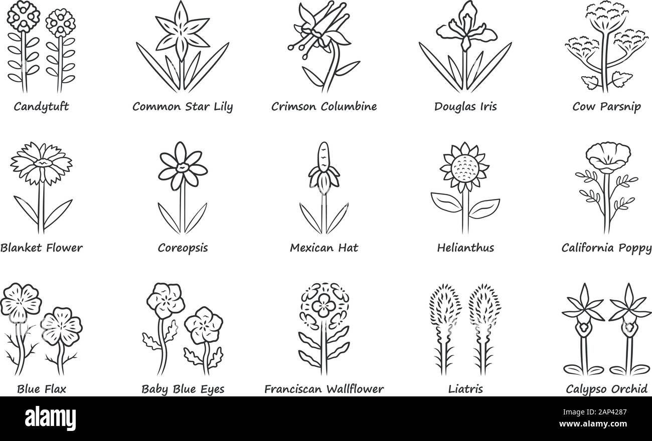 Fleurs sauvages icons set linéaire. Fleur de printemps. Fleurs sauvages de la Californie avec des noms. Jardin de plantes fleuries inflorescences. Ensemble de jardin botanique. Fine ligne c Illustration de Vecteur