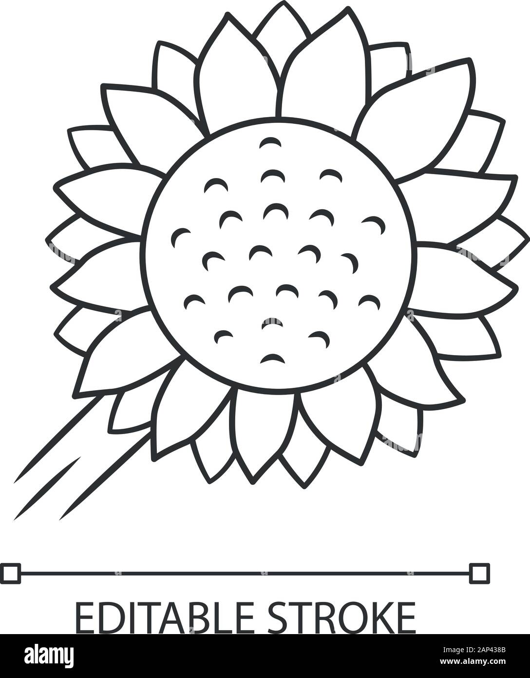 L'Helianthus icône linéaire. Tête de tournesol. Fleurs en fleurs sur le terrain. Symbole de l'agriculture. Plante sauvage. Fleur d'été. Fine ligne illustration. Symbole de contour. Illustration de Vecteur