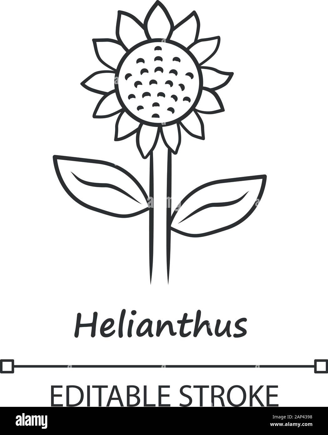 L'Helianthus icône linéaire. Tête de tournesol avec l'inscription. Fleurs en fleurs sur le terrain. Contour Agriculture symbole. Fleur d'été. Fine ligne illustration. Ve Illustration de Vecteur