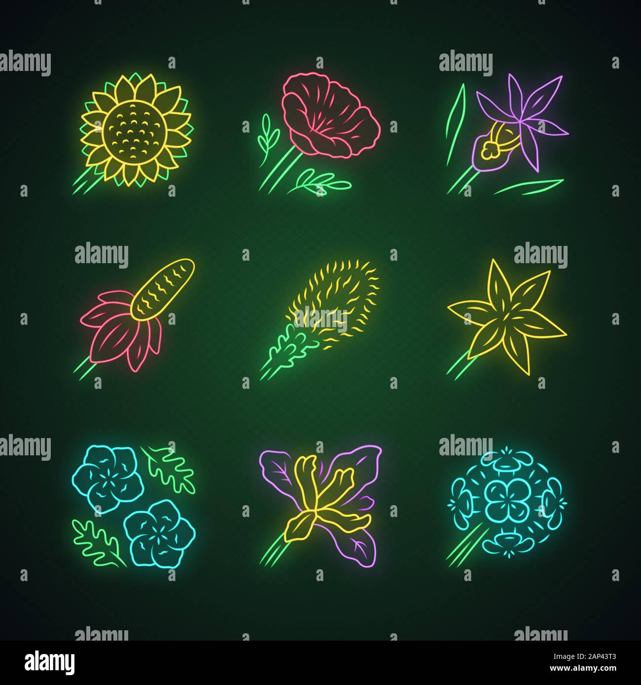 Fleurs sauvages neon light icons set. L'Helianthus, pavot de Californie, Calypso orchid, liatris, star commun lily, les yeux bleus, douglas iris, wallfl franciscaine Illustration de Vecteur