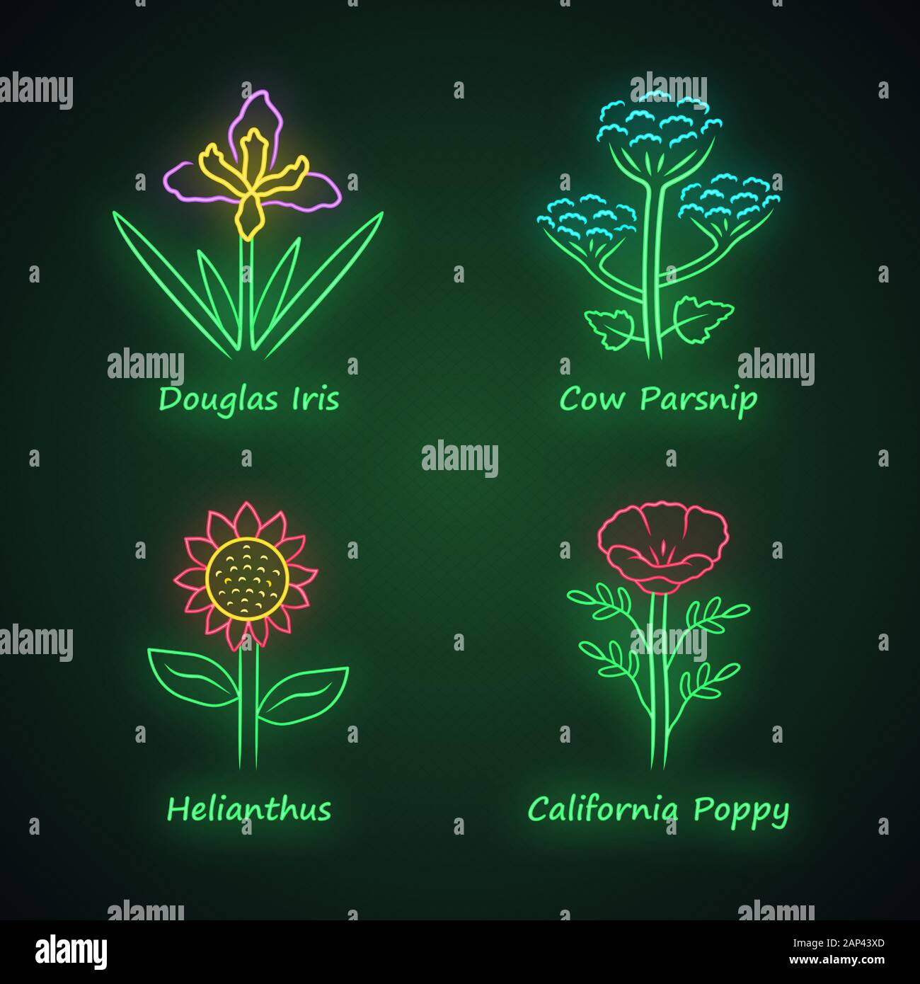 Fleurs sauvages neon light icons set. Iris Douglas, la berce laineuse, helianthus, Pavot de californie. La floraison des fleurs sauvages. Fleur de printemps. Les plantes de prairie, champ Illustration de Vecteur