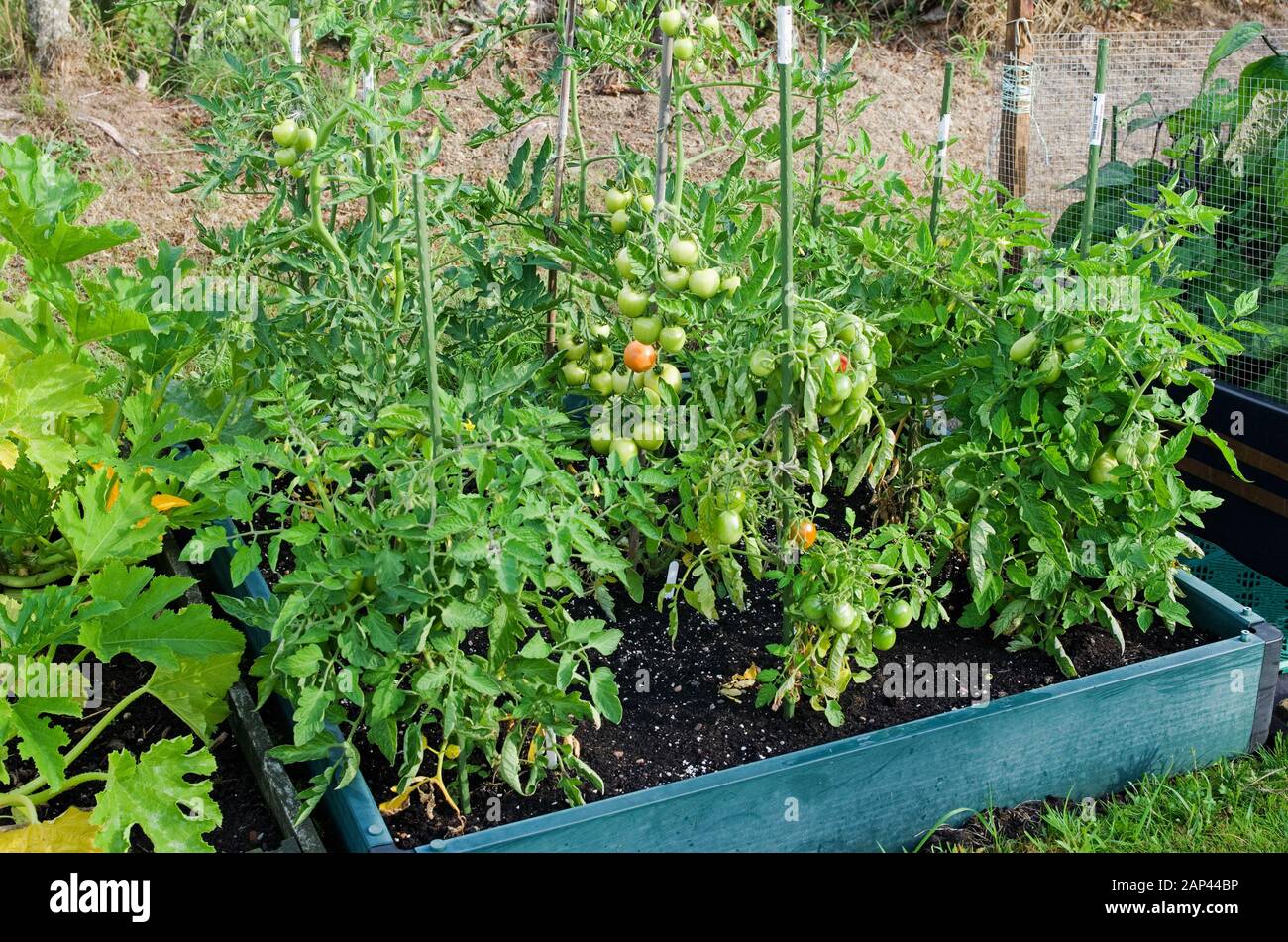 Les plants de tomates qui se sont enfilés poussent et mûrissent sur la vigne à l'extérieur en été dans un lit surélevé dans le jardin national anglais Royaume-Uni Banque D'Images