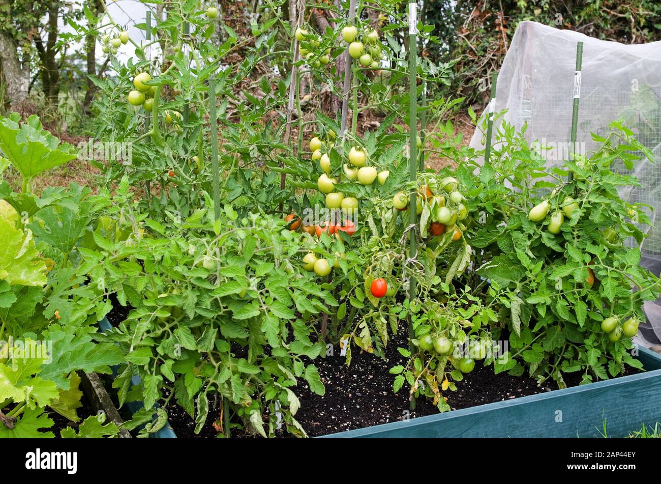 Les plants de tomates qui se sont enfilés poussent et mûrissent sur la vigne à l'extérieur en été dans un lit surélevé dans le jardin national anglais Royaume-Uni Banque D'Images