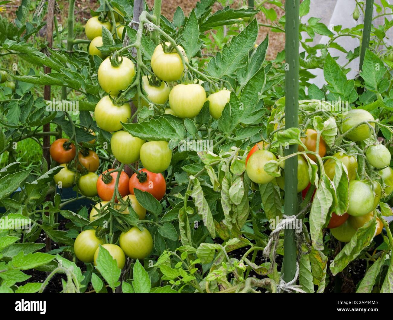 Gros plan des tomates Mountain Magic poussant et mûrissant en dehors de l'été dans le jardin national anglais Royaume-Uni. Banque D'Images