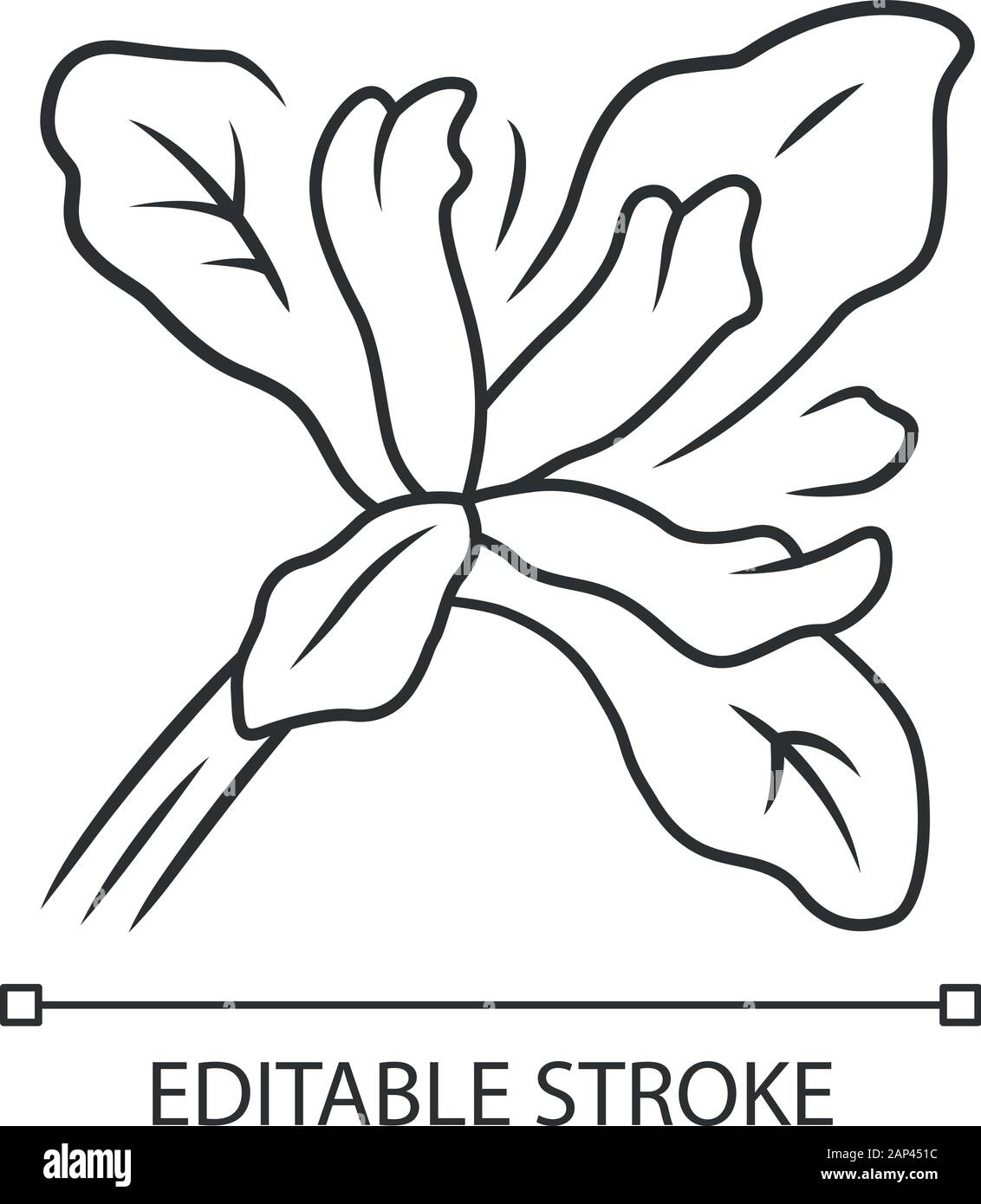 Iris linéaire usine Douglas icône. Californie wildflower en fleurs. Fleur de jardin, les mauvaises herbes. Iris douglasiana. Fleur de printemps. Fine ligne illustration. Contour Illustration de Vecteur