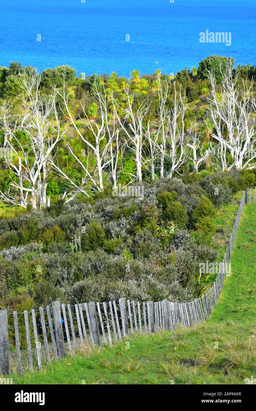 Restauration de la végétation côtière indigène dans aucun parc régional nuisible sur la péninsule de Whangaparaoa près d'Auckland. Banque D'Images