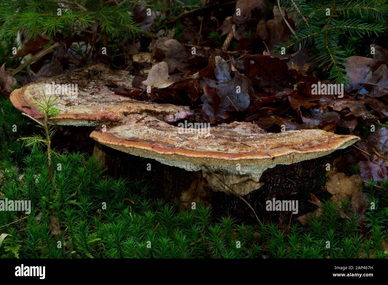 Champignon poussant sur un tronc d'arbre mort Banque de photographies et d’images à haute Champignon poussant sur un tronc d'arbre mort Banque de photographies et d’images à haute