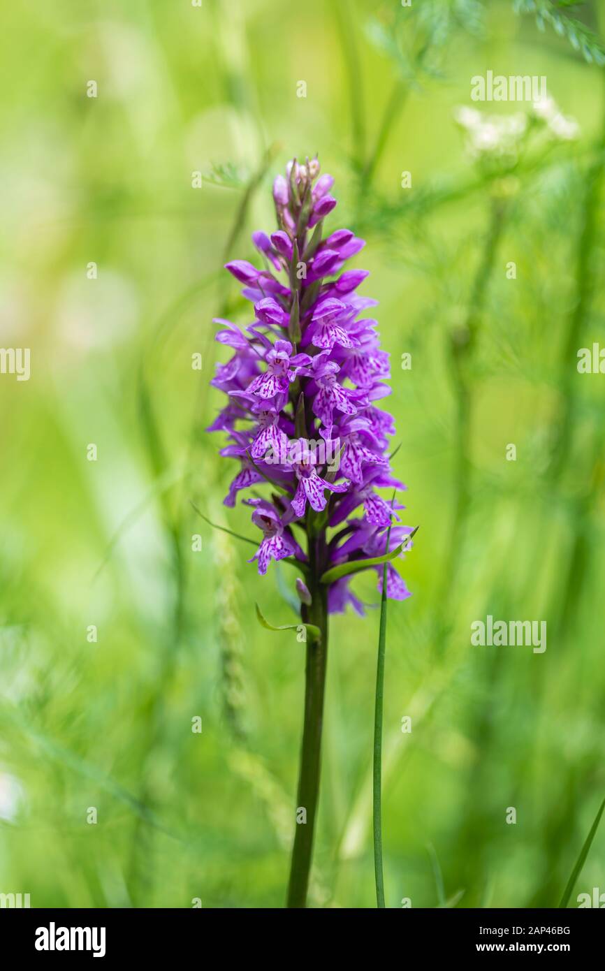 Orchidée parfumée (Gymnadenia conopsea) dans le champ Banque D'Images