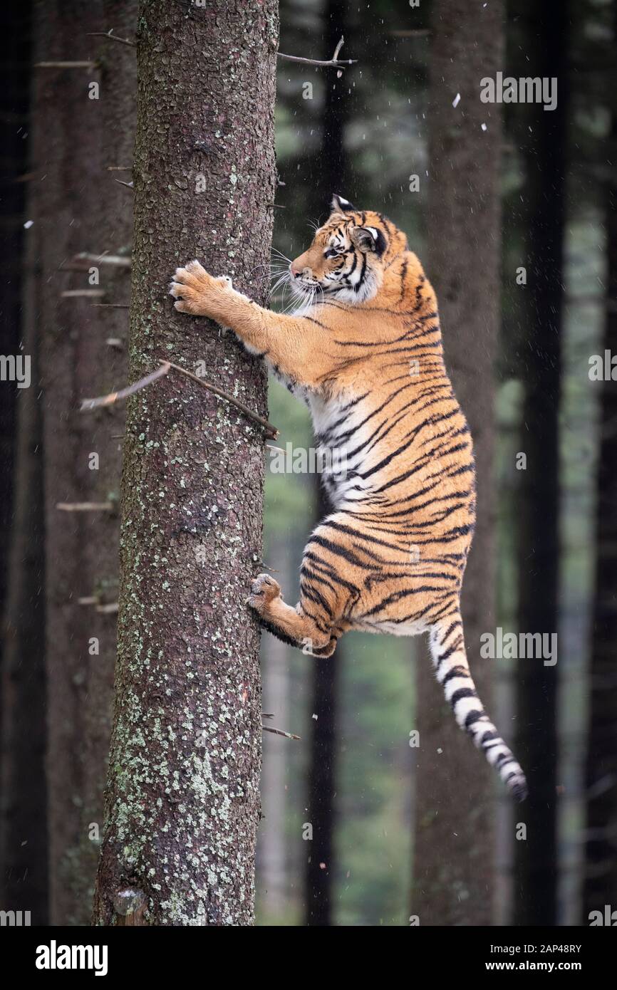 Tigre de Sibérie (Panthera tigris altaica) tronc d