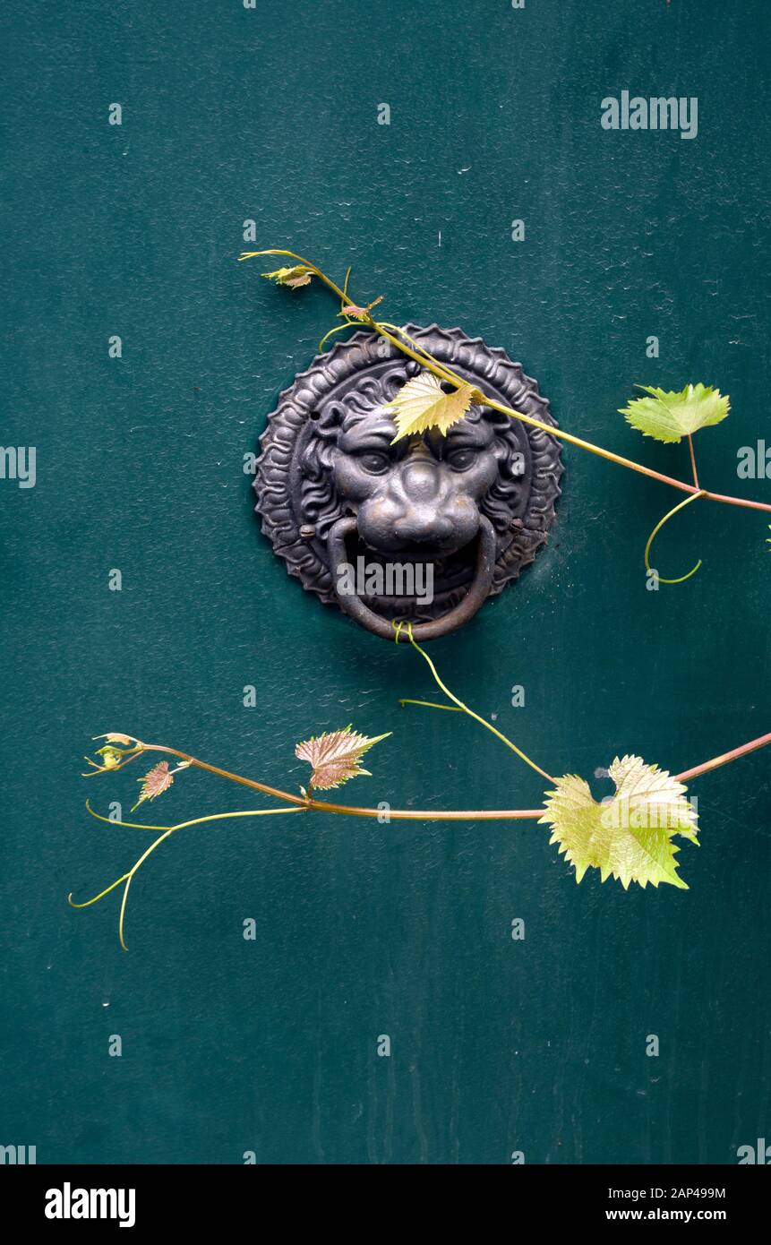 Défonce de porte en forme de lion, avec des feuilles de vigne qui s'y développent. Banque D'Images