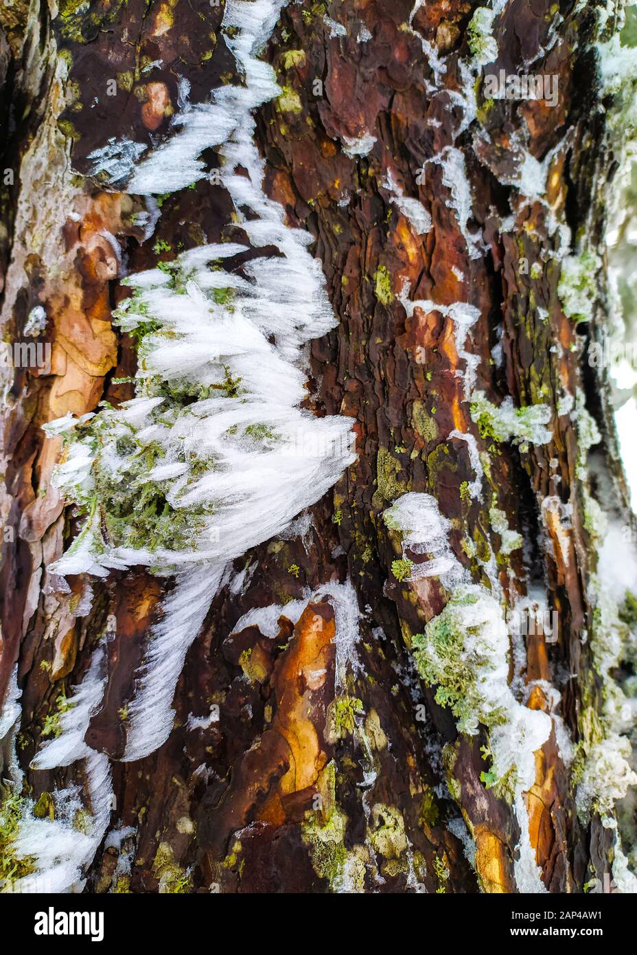 Gros plan d'une branche d'arbre gelée sur fond enneigé à Parnitha Mountain, Grèce. Parnitha est une chaîne de montagnes densément boisée au nord d'Athènes Banque D'Images
