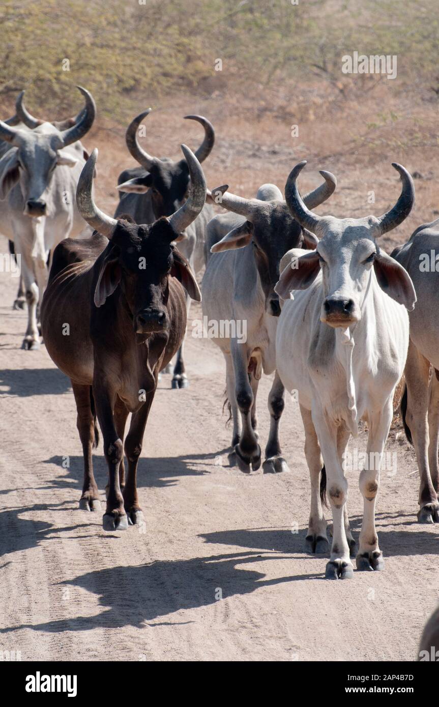 Bétail de zebu dans Le Petit rang de la région de Kutch, Gujarat, Inde occidentale Banque D'Images