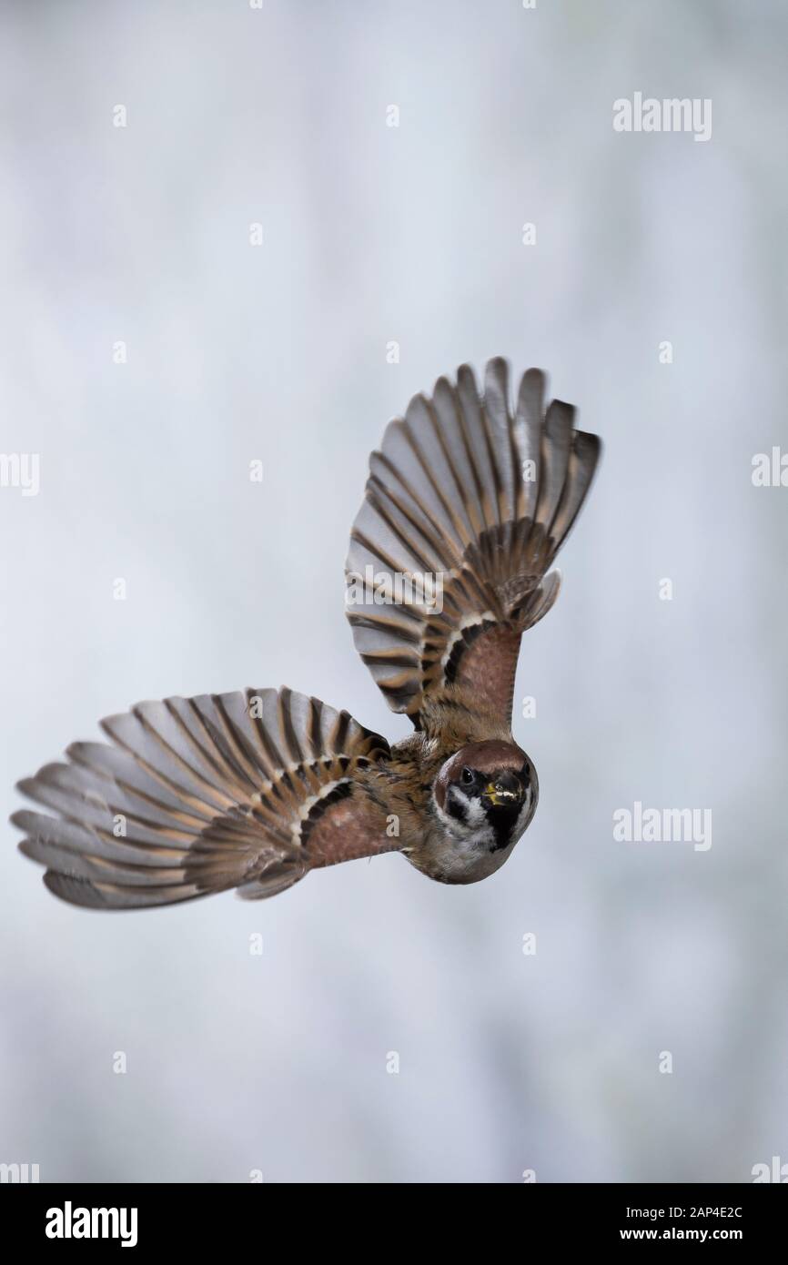 Feldspatz, Flug, Flugbild Feld-Spatz fliegend,,,,, Feld-Sperling Feldsperling Spatz, Spatzen, Sperling, Passer montanus, moineau friquet, moineau, vol Banque D'Images