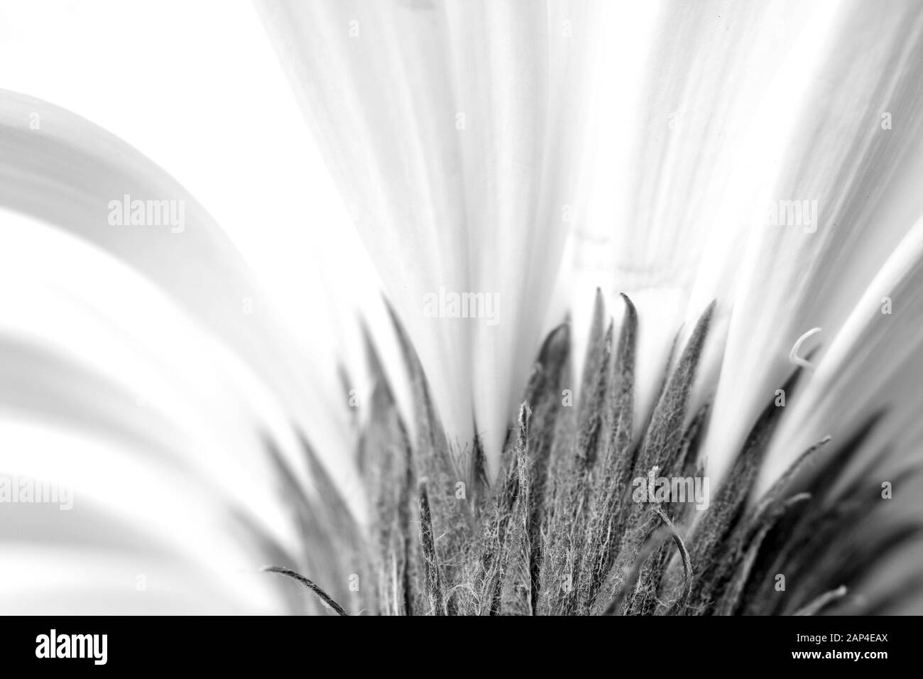 Gros plan d'une marguerite blanche fleur. Banque D'Images