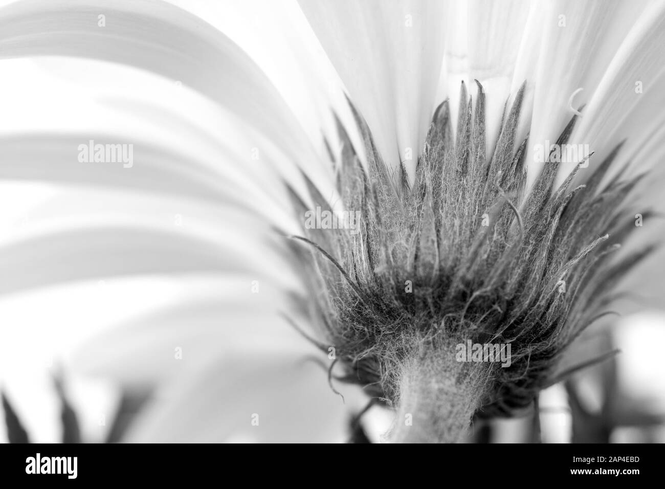 Gros plan d'une marguerite blanche fleur. Banque D'Images