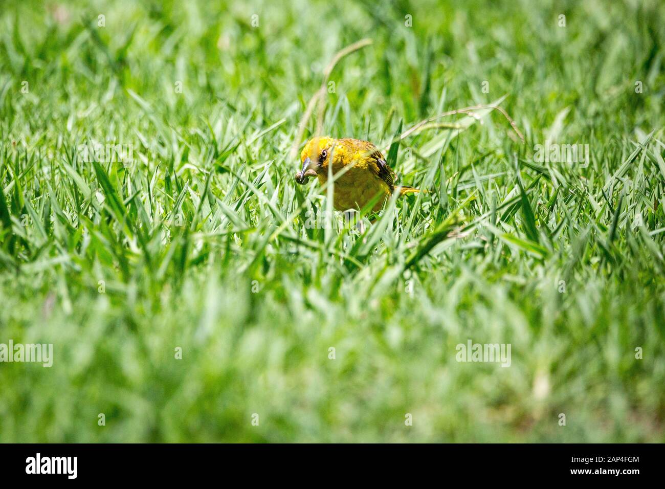 Cape Weaver (Ploceus capensis) marcher dans l'herbe avec une chenille dans son bec, Afrique du Sud Banque D'Images