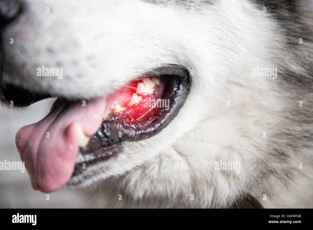 Lésion de la zone rouge des gencives chez le chien, la douleur et