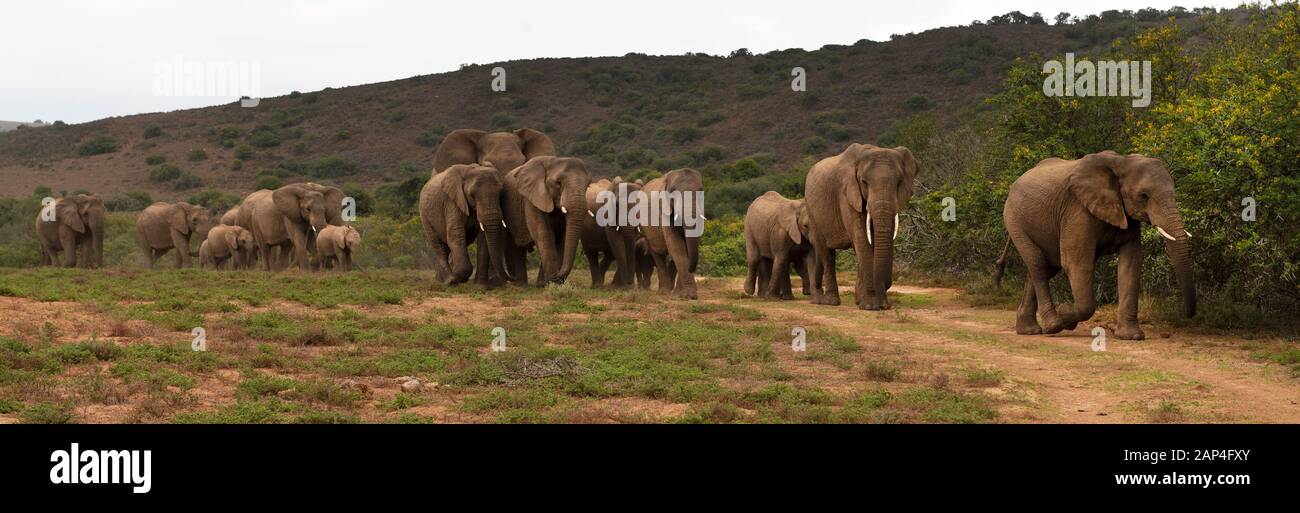 Elephant roam Amakhala Game Reserve près de Port Elizabeth dans le Cap oriental en Afrique du Sud, vous pouvez rester et aller en safari dans l'immense espace de jeu . Banque D'Images