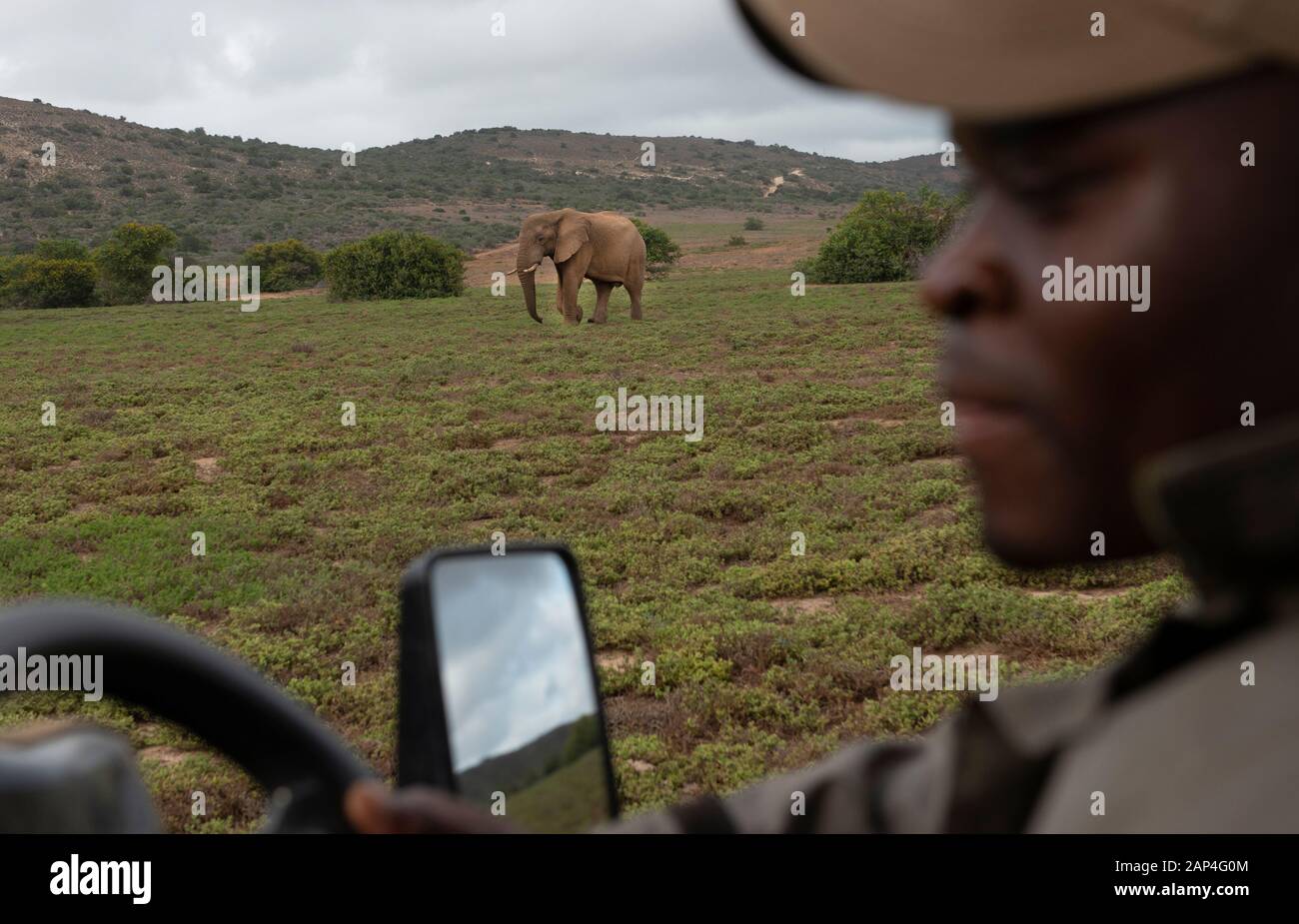 Elephant roam Amakhala Game Reserve près de Port Elizabeth dans le Cap oriental en Afrique du Sud, vous pouvez rester et aller en safari dans l'immense espace de jeu . Banque D'Images