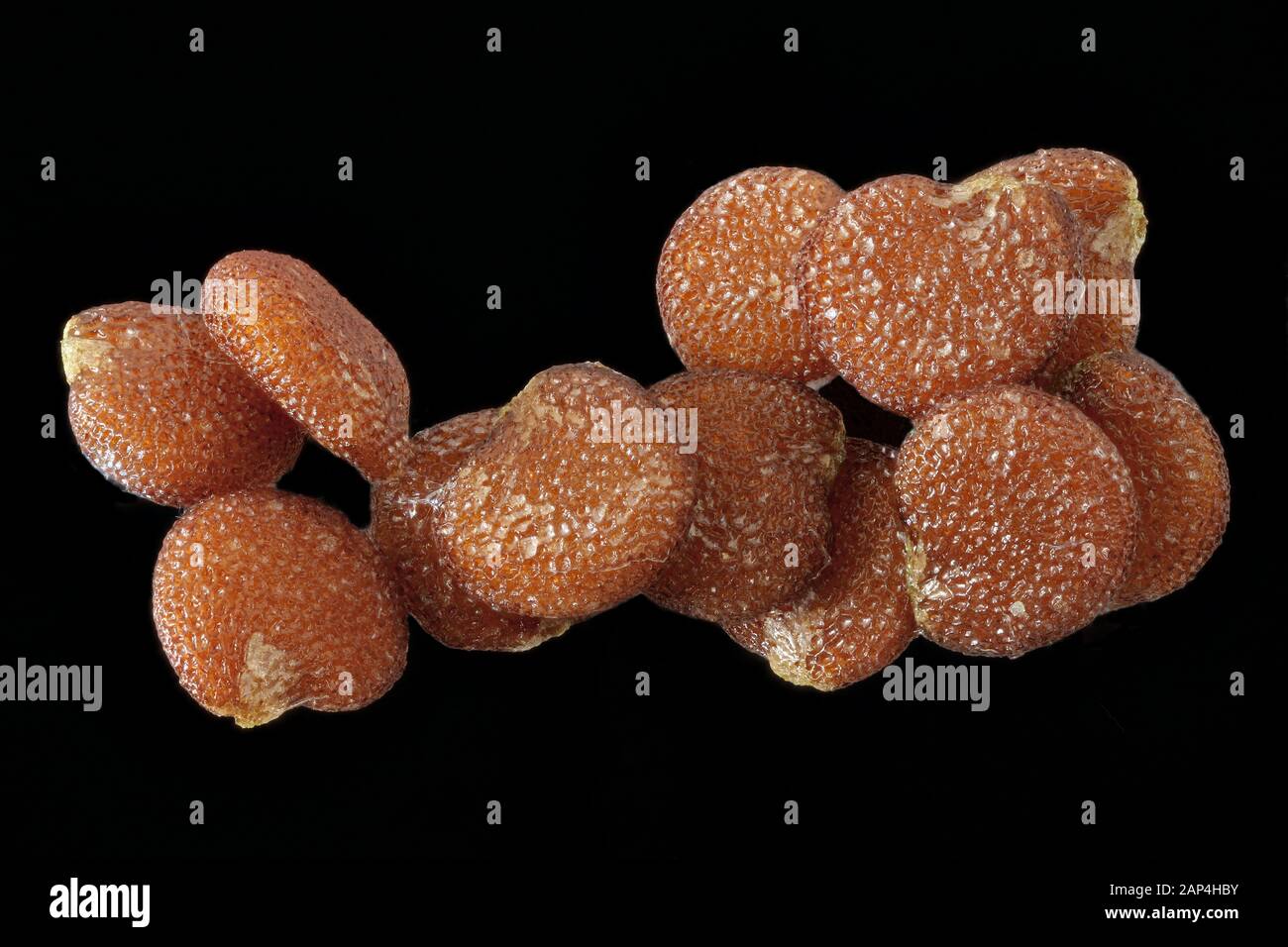 Nicordra physalodes, plante de Shoo-Fly, Giftbeere, gros plan, graines, 1,5-2,0 mm de long Banque D'Images