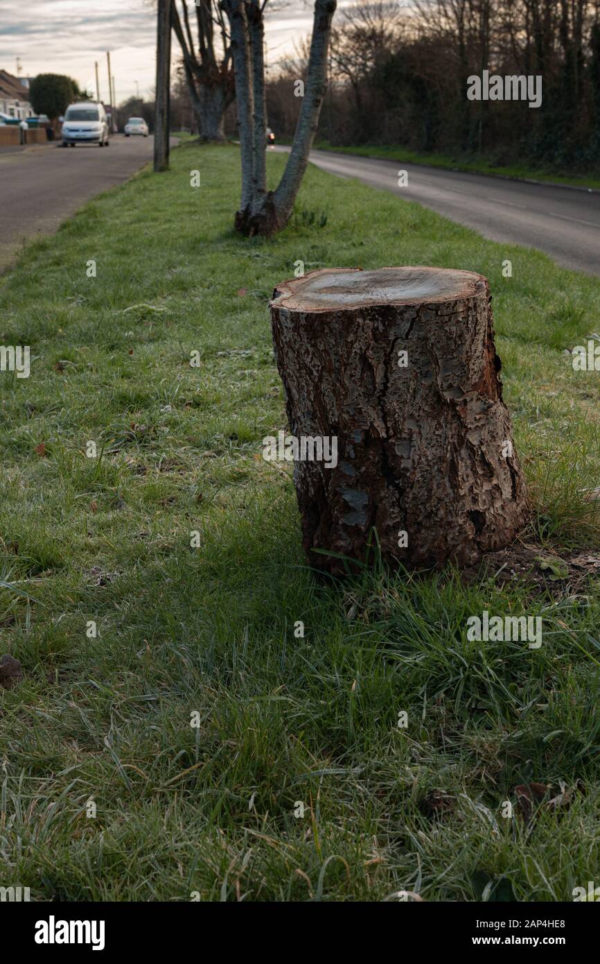 Une souche d'un arbre découpés à East Preston, West Sussex, Banque D'Images