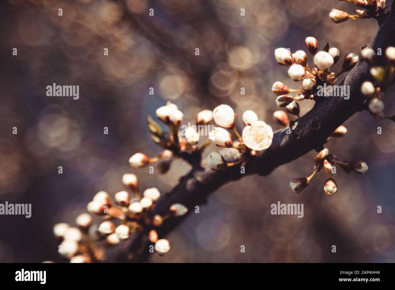 Fleur de printemps : branche d'un arbre fleuri sur fond bokeh. Banque D'Images