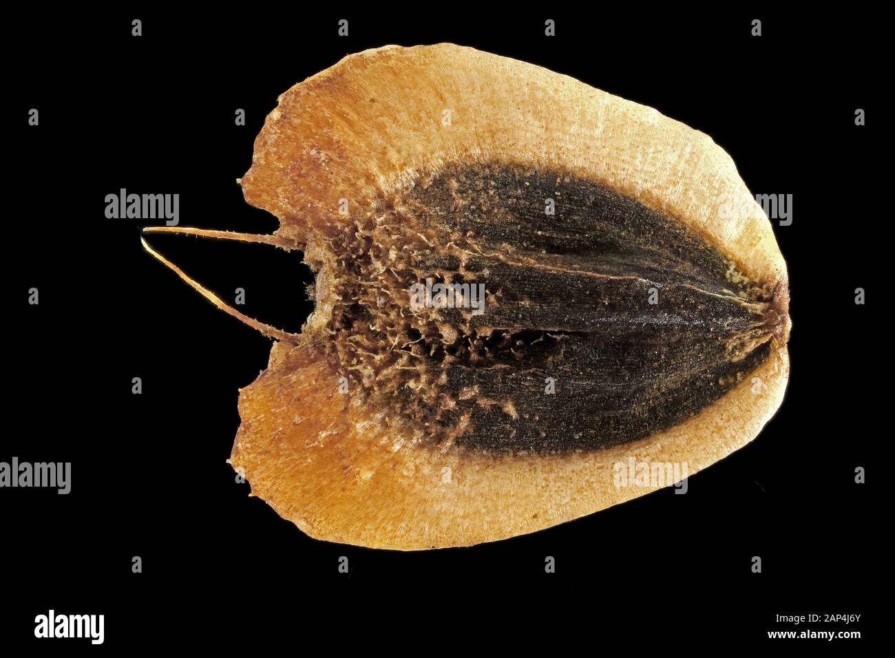 Verbesina helianthoides, barbe jaune, gros plan, fruits, 5-6 mm de long Banque D'Images