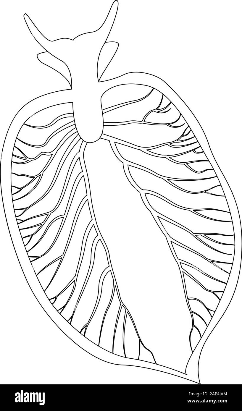 Elysia chlorotica. Élysie émeraude de l'est. Limace de mer verte, mollusque de gastéropode marine. Illustration vectorielle Illustration de Vecteur