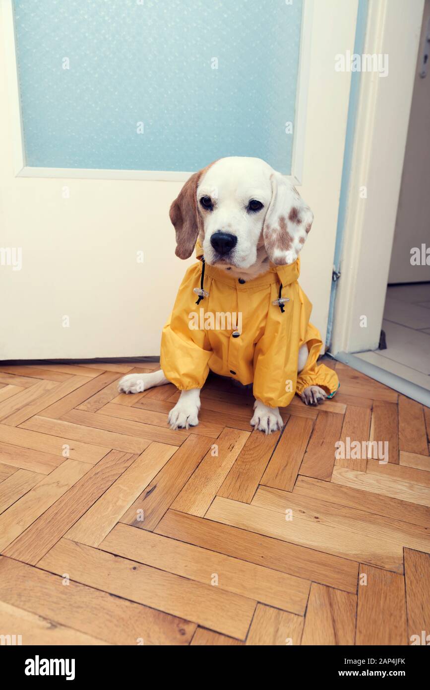 Mignon petit chien beagle avec imperméable jaune en attente d'une marche. Selective focus Banque D'Images