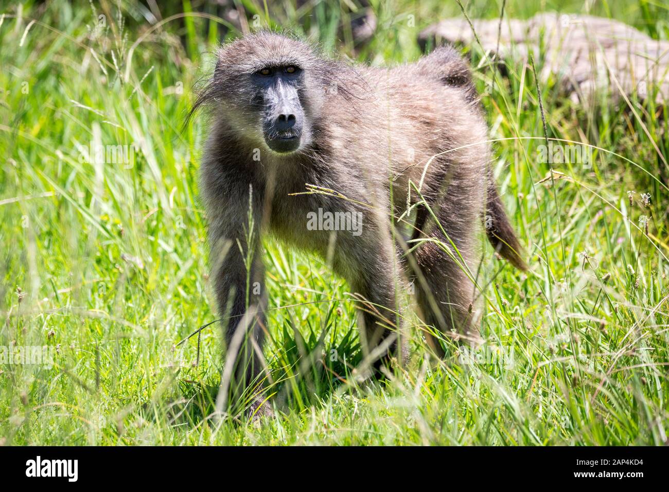 Close up d'un babouin marcher dans l'herbe haute, Afrique du Sud Banque D'Images