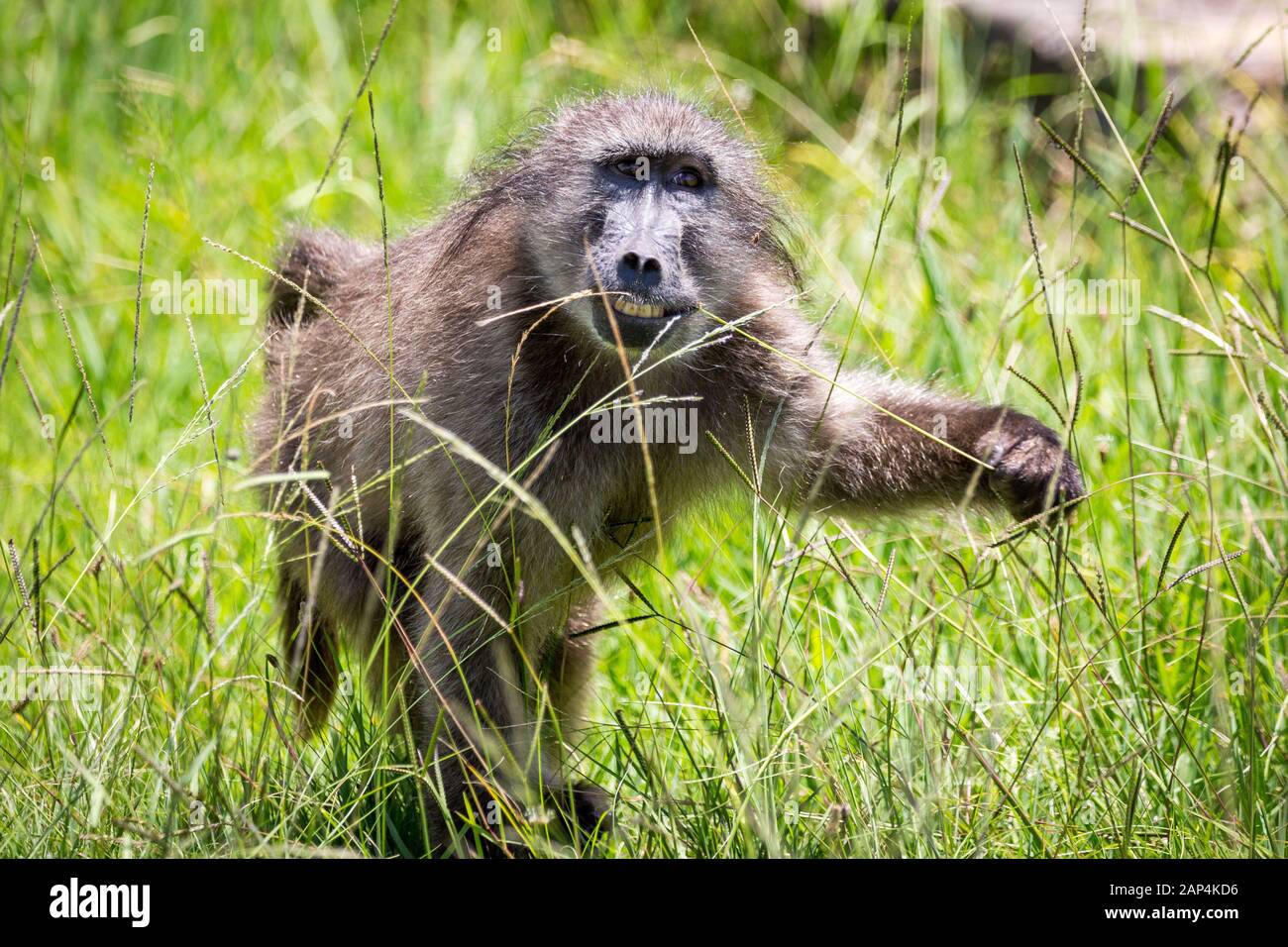 Close up d'un babouin d'empoigner un brin d'herbe avec sa main et manger la partie supérieure de celui-ci, Afrique du Sud Banque D'Images