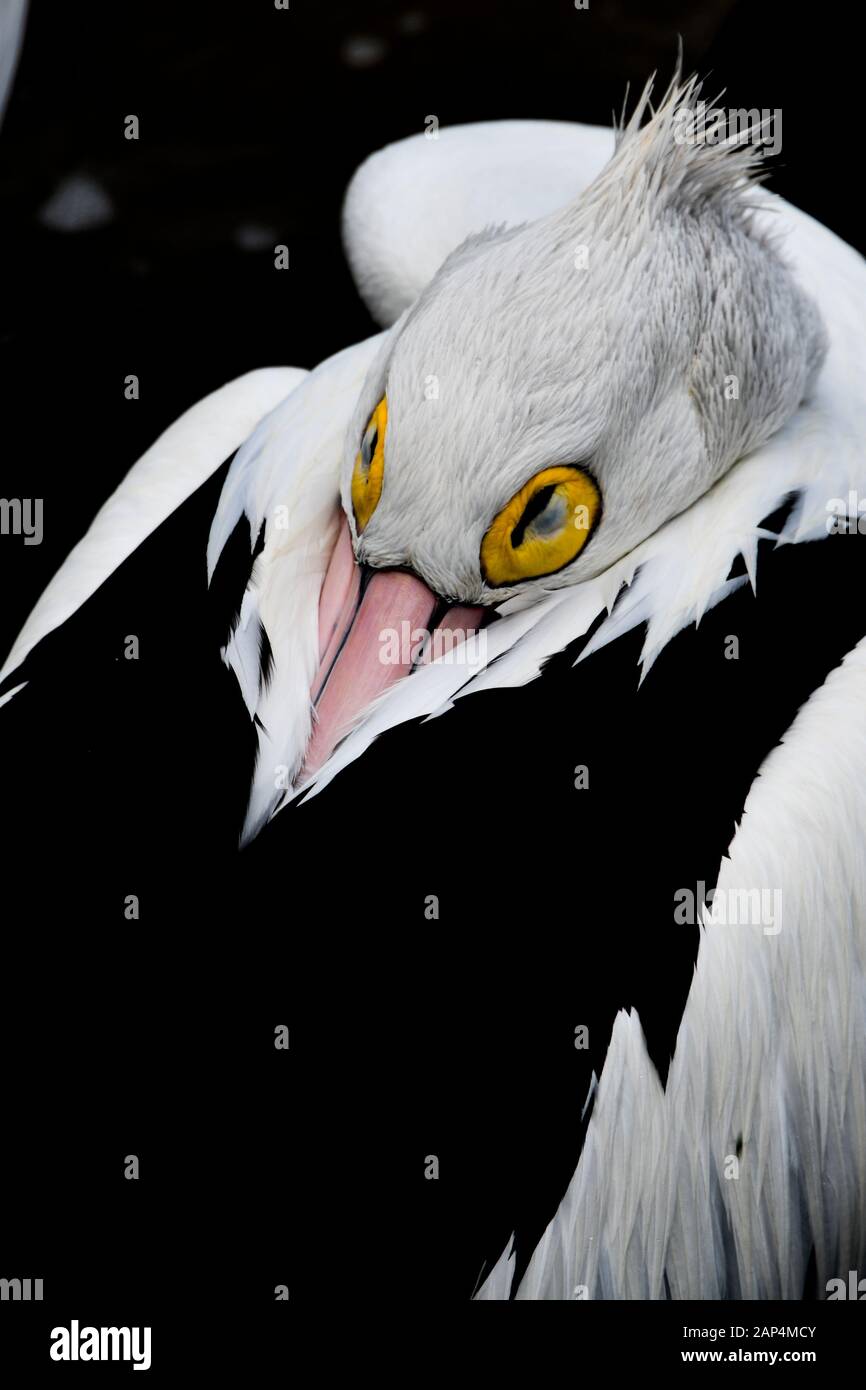 Un closeup de pélican noir et blanc avec des yeux jaunes, beak rose et cheveux spiky reposant après une journée de pêche Banque D'Images