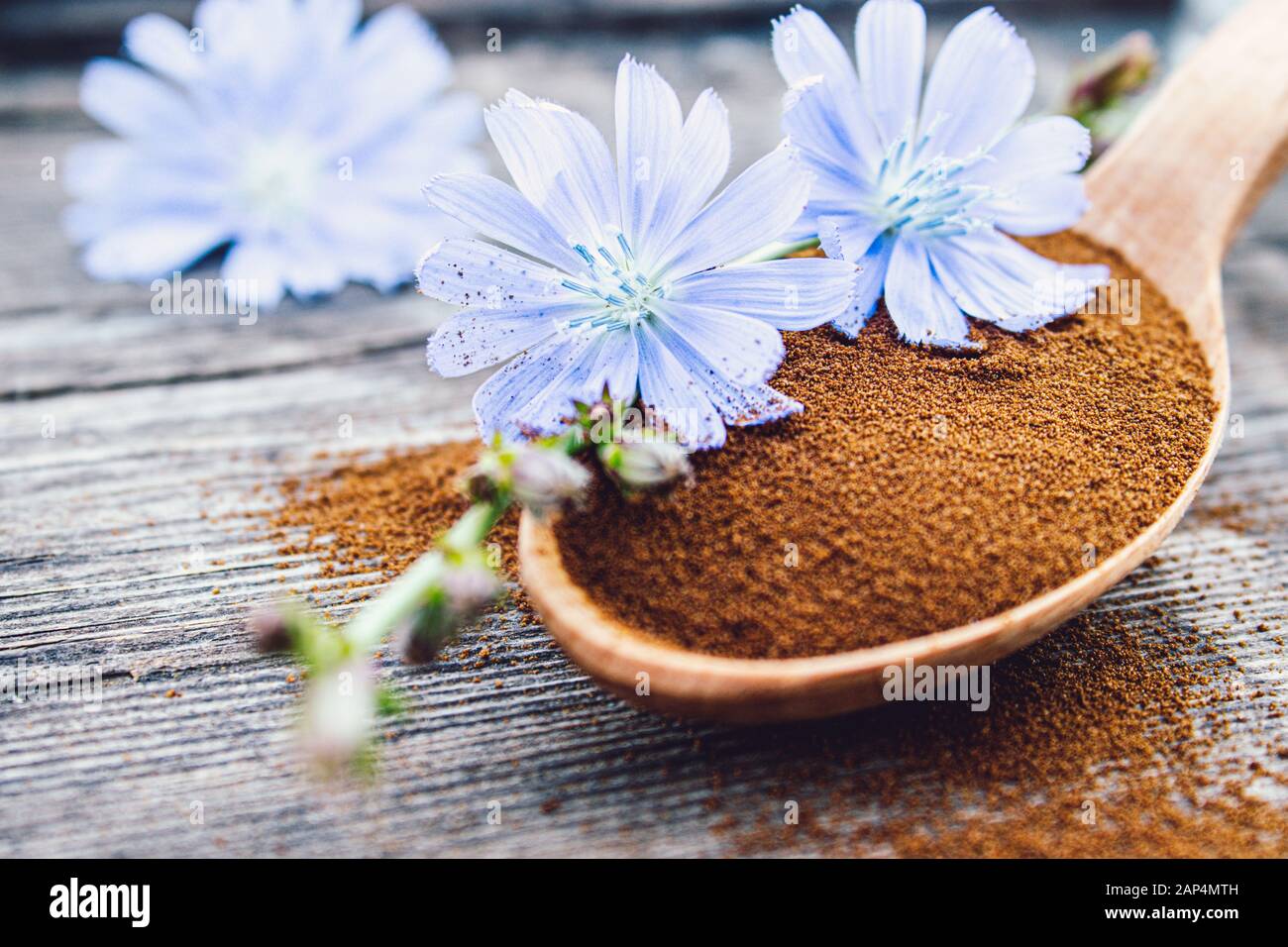 Fleur de chicorée bleue et cuillère en bois de poudre de chicorée sur une vieille table en bois. Poudre de chicorée. Le concept de boisson saine de régime alimentaire. Succédanés du café. Banque D'Images