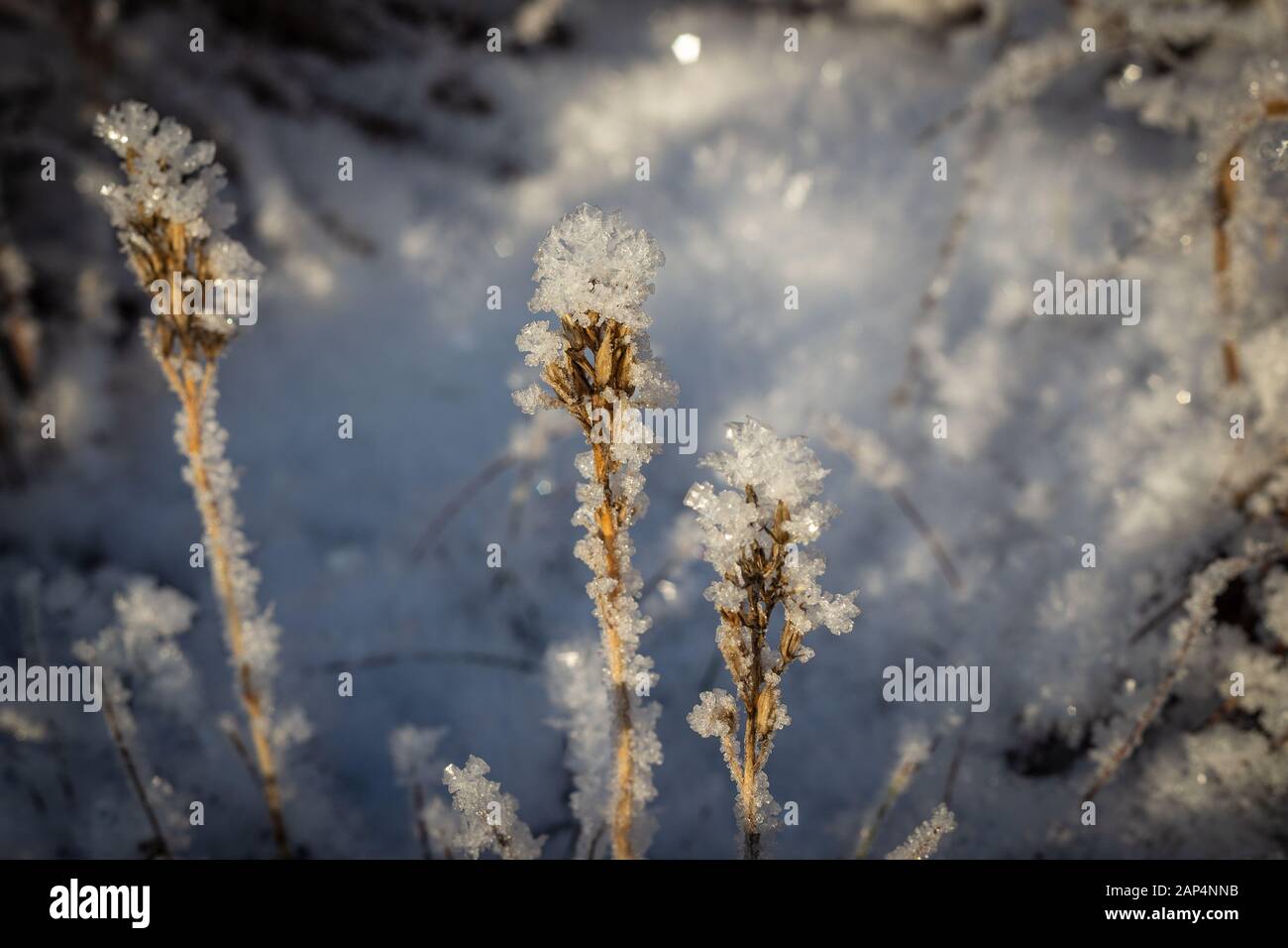 Cristaux de glace sur des fleurs mortes à la lumière chaude de l'après-midi. Se concentrer sur l'usine centrale. Bokeh abstrait en arrière-plan. Banque D'Images