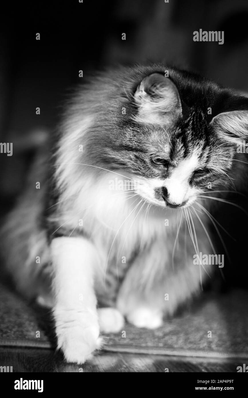 Portrait noir et blanc d'un chat Kurilian Bobtail Banque D'Images