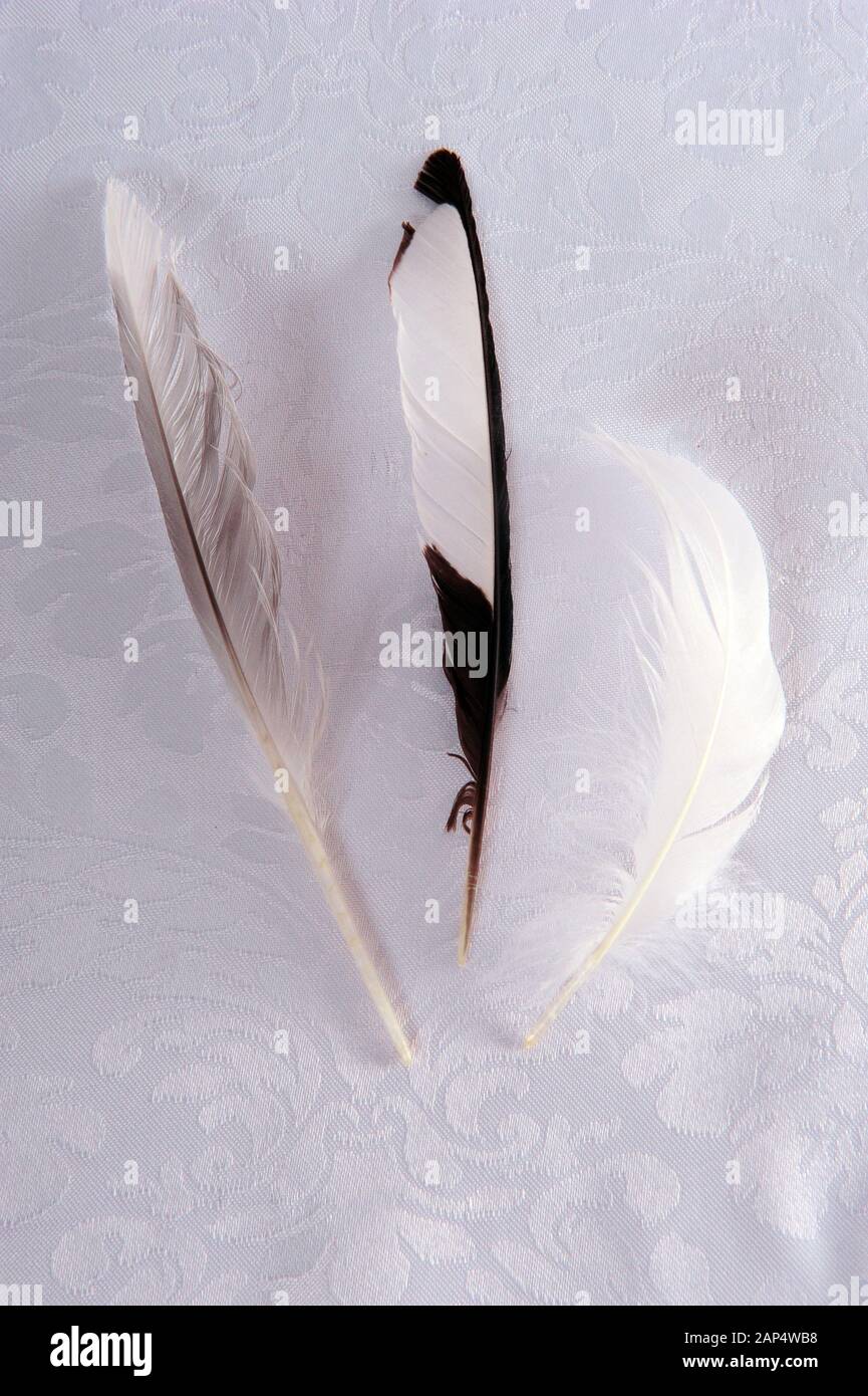 Photo verticale de trois plumes sur un chiffon blanc soyeux à motifs. Banque D'Images