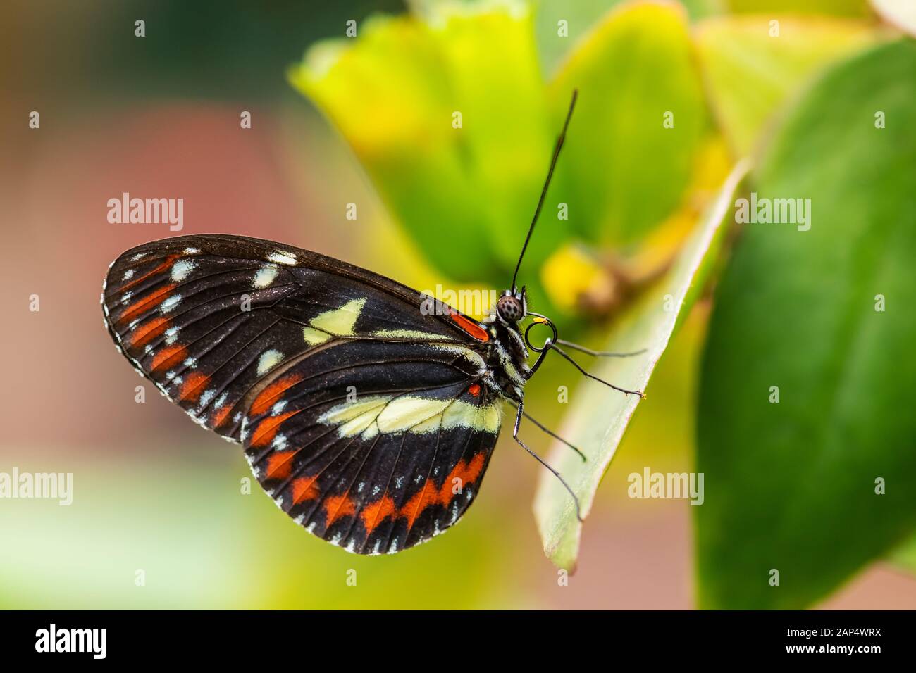 Tigerwing - Mechanitis sp., beau papillon d'brushfoot couleur centrale et l'Amérique du Sud, l'Equateur. meadows Banque D'Images