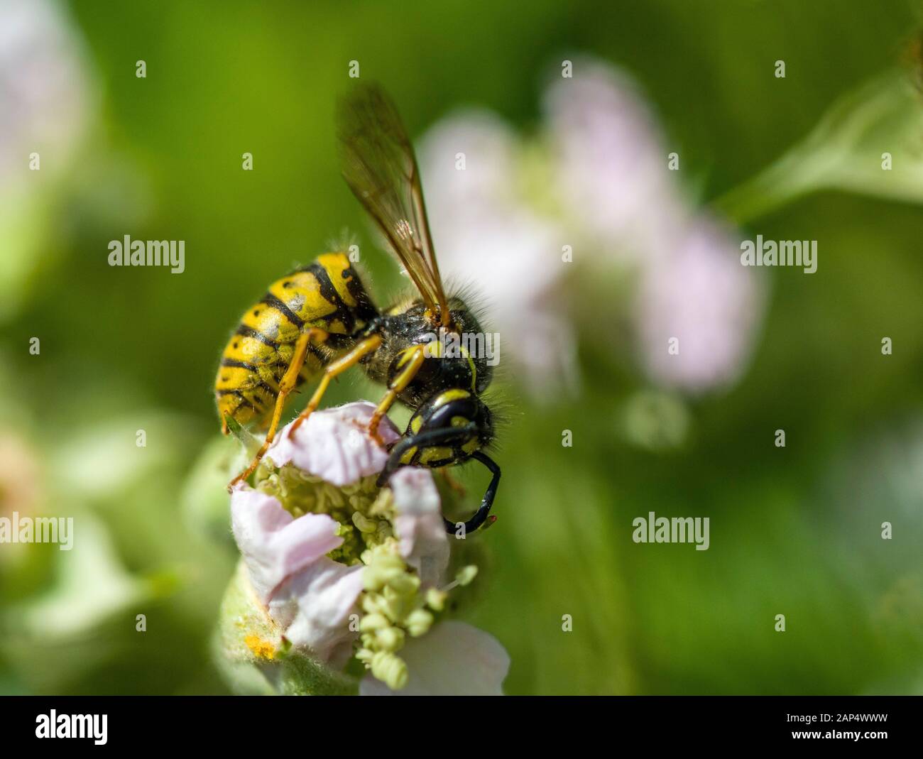 La guêpe commune, Vespula vulgaris, sur une fleur rose en plein été. Son jaune et noir distinctif sert d'avertissement! Banque D'Images