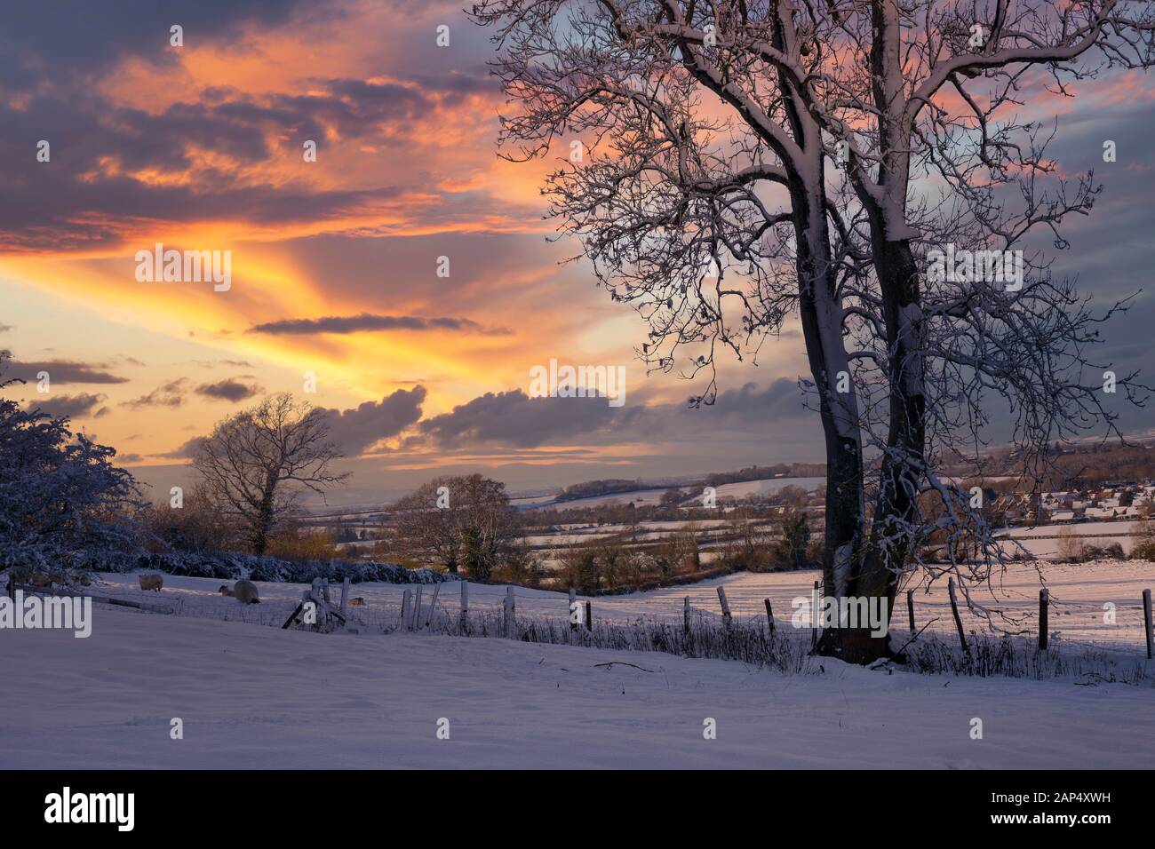 Moutons dans la neige avec coucher de soleil près de Mickleton, Cotswolds, Chipping Campden, Gloucestershire, Angleterre Banque D'Images